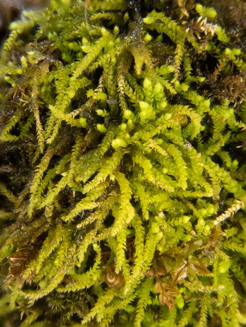 �������� ���������