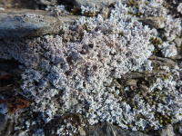 ������������ ������������