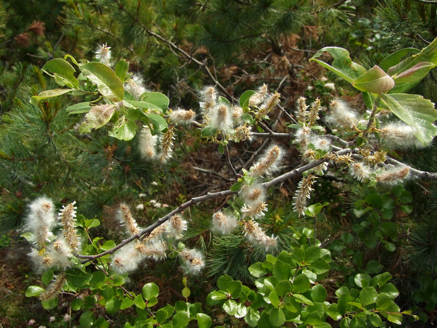 ��� ��������