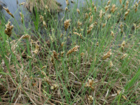 ����� ��������������