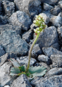 ��������� �������