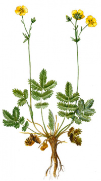 �������� �������