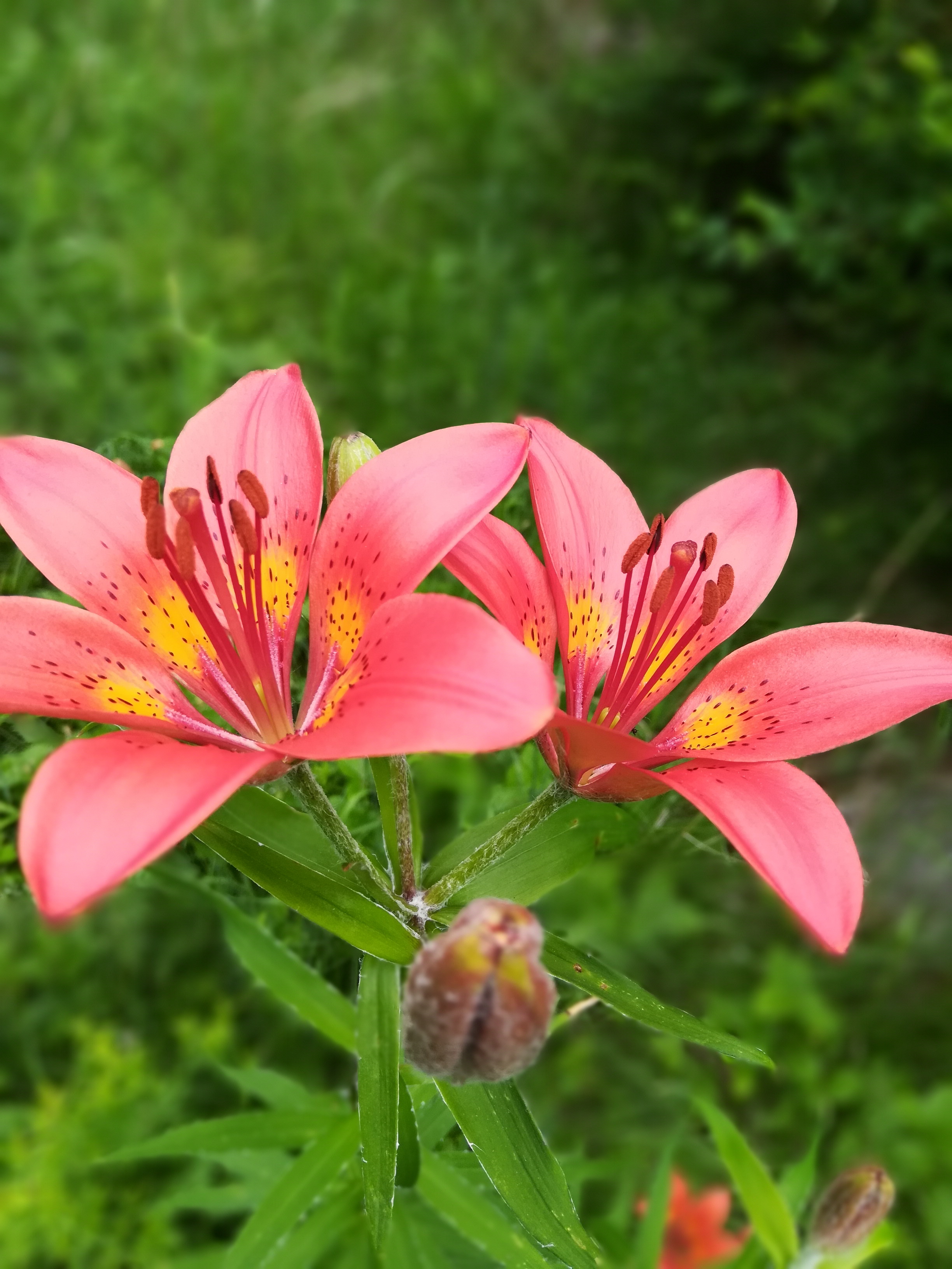 ����� ��������������