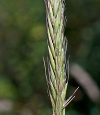 �������� ��������