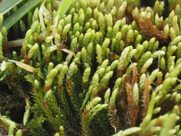 ��������� ��������