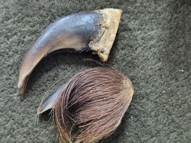 ����� �������