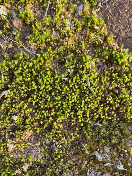 ����� �����������