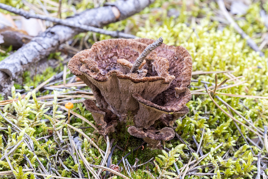 ��������� �������� 