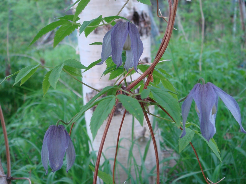 �������� ��������