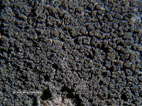 ������������ ����������