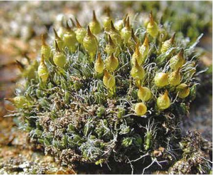 ���������� ����������