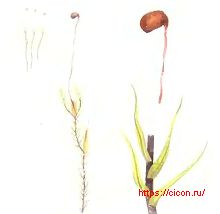 ����������� ���������