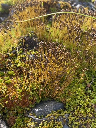 ���������� ��������������