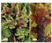 ��������� �����������