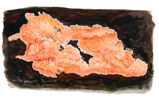 �������  �������������