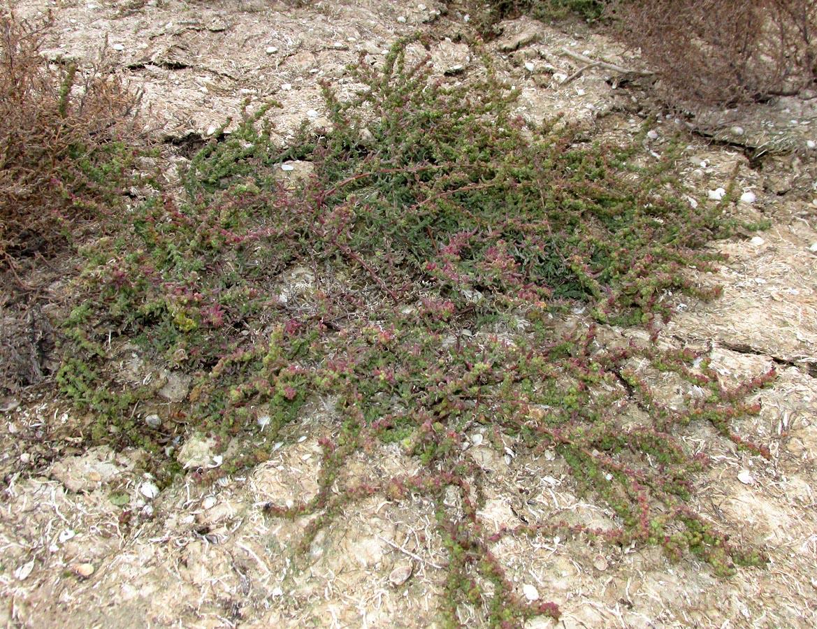 ����� ������������