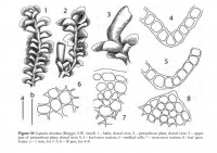 �������� �������������������