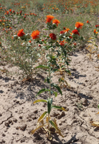 ������ ����������