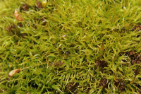 ���������� ������