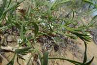 ����� ���������