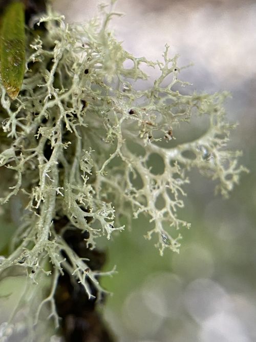 �������� �������, �������� �������, �������� �������, �������� �������