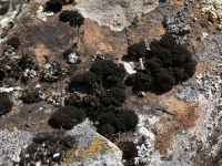 ��������� ���������