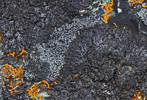 ��������� ������� �������