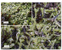 ������������� ���������