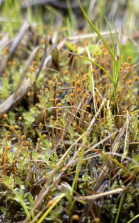 ����� �������