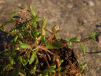 ������ ��������