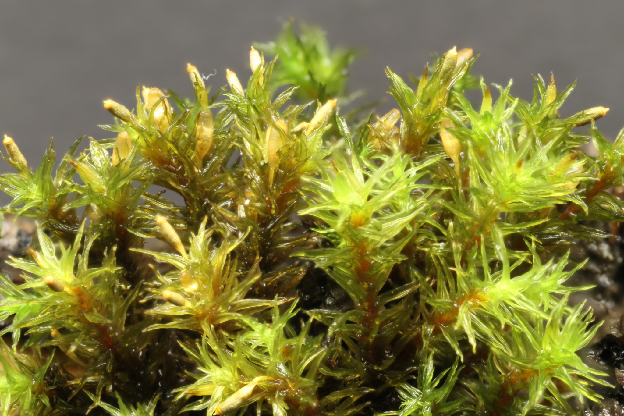 ��������� ����������