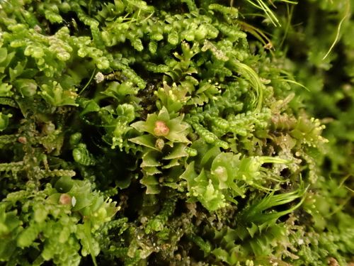 ������� ���������������