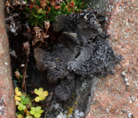 ����������� ����������, �������� �������������