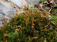 �������������� ��������