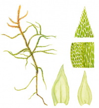 ����������� ������