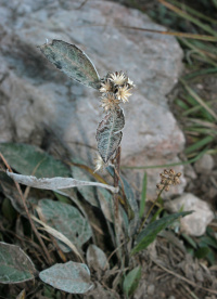 �������� �������������