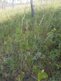 ��� �����������