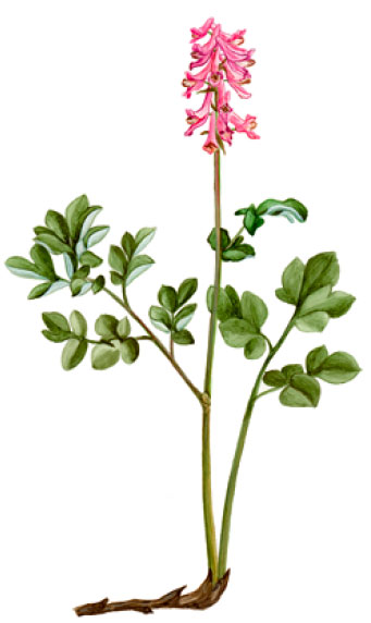 �������� ������������