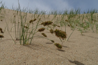 ����� ��������