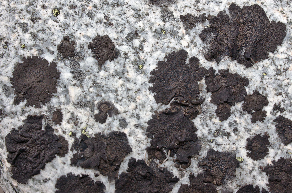 ����������� ��������, �������� ��������