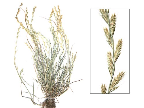 ������ ��������������