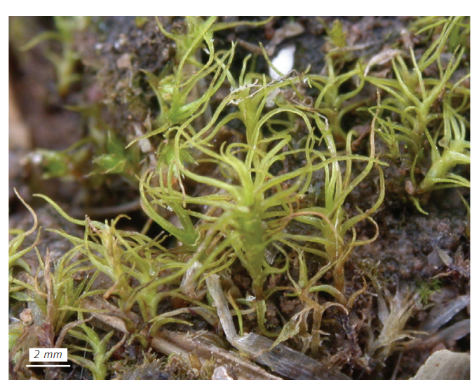 �������� ��������������