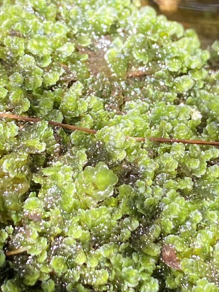 ���������� �������