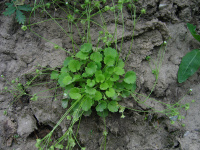 ��������� �������