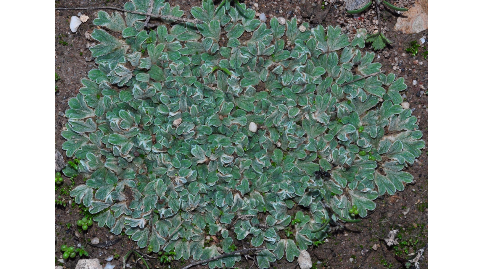 ������ ������������