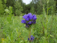 ����������� ������