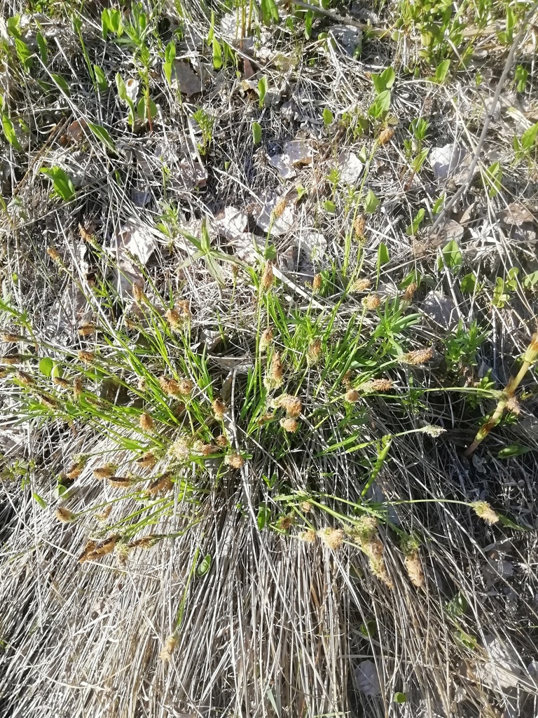 ����� ���������