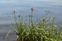 ����� ���������