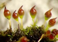 ��������� ��������������