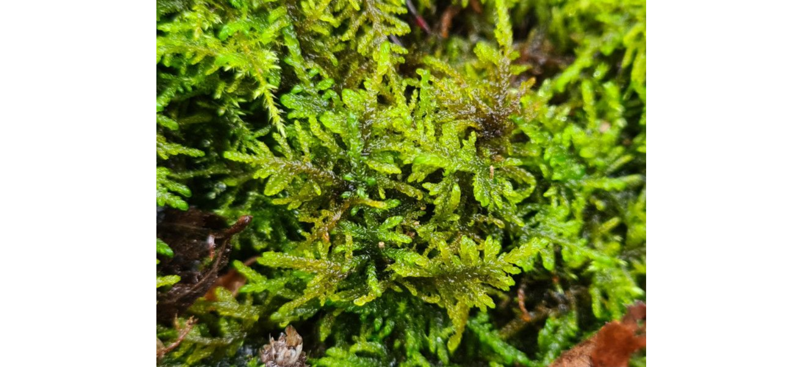 ������������ ����������